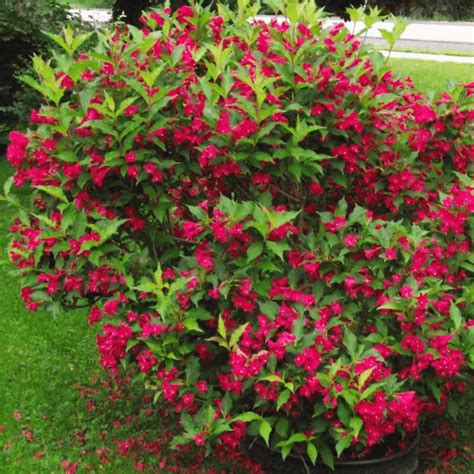 Weigela 'Red Prince' | GardenersDream