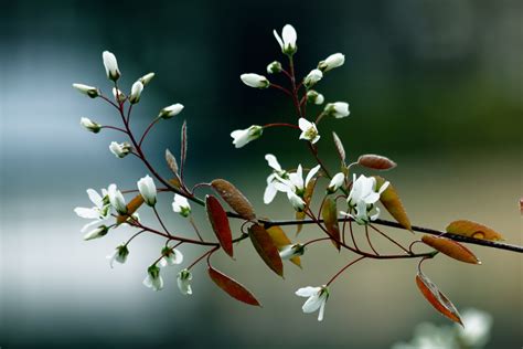 pretty spring blossom  stock photo public domain pictures