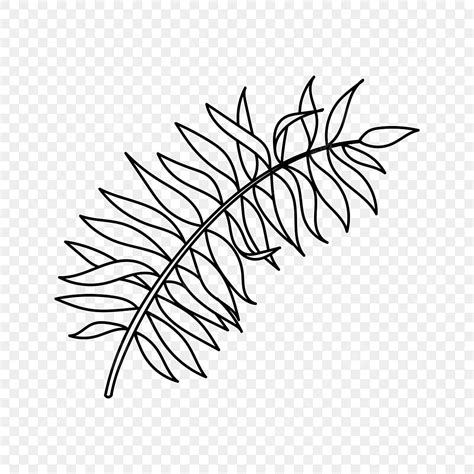 Palm Leaves Vector Transparant Line Art Tropical Leaves Drawing