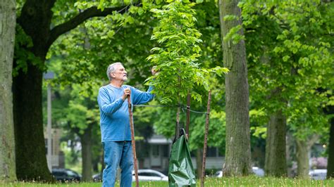 Milwaukee program provides free trees, builds community, helps health