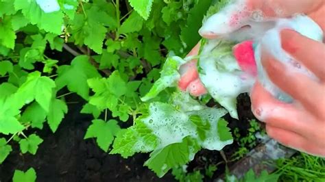 Как приготовить мыльный раствор для опрыскивания растений? | DIY - как ...