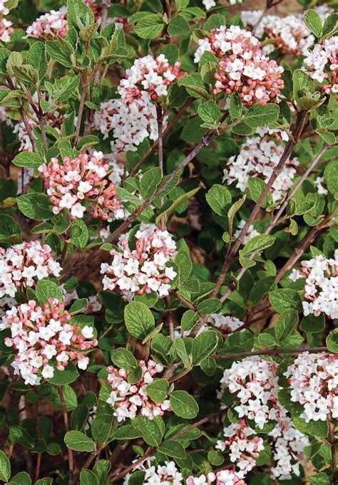 Sugar N Spice™ Koreanspice Viburnum Johnsons Nursery Kb