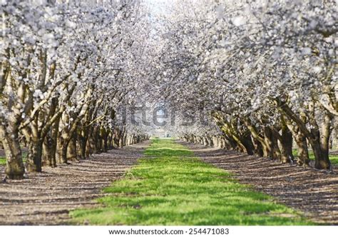 Almond Tree Farm Spring Blooming Near Stock Photo (Edit Now) 254471083