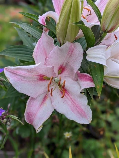 Photo Of The Bloom Of Lily Lilium Cameleon Posted By Joy