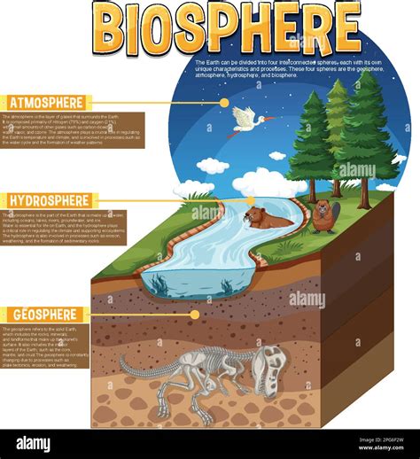 Biosphere Ecology Infographic For Learning Illustration Stock Vector