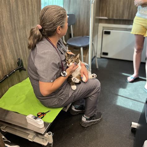 Cumberland - 🏡🐾 Cat Parents—Did You Know? 😺🦷 Dental disease sneaks up