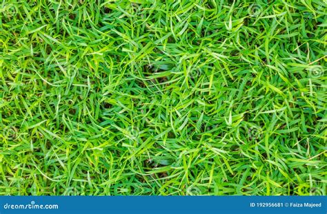 Texture Fresh Spring Grass Field Photo Background Stock Image Image Of Ground Border 192956681