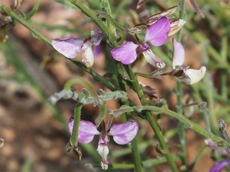 Endemic Plants 6 (to Pol) · iNaturalist