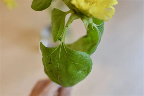 【写真11枚】「夏の花」を長持ちさせるためのポイントを写真で見る。リビングに花を飾る場合、避けた方がいい置き場所も！ Kufura（クフラ