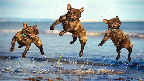 Funny Dogs Playing At The Beach Compilation New Youtube