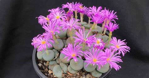 How To Grow Conophytums Species And Care Nurseries Online USA