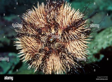 Sea Urchin Ventral Surface Showing Tube Feet And Mouth Stock Photo Alamy