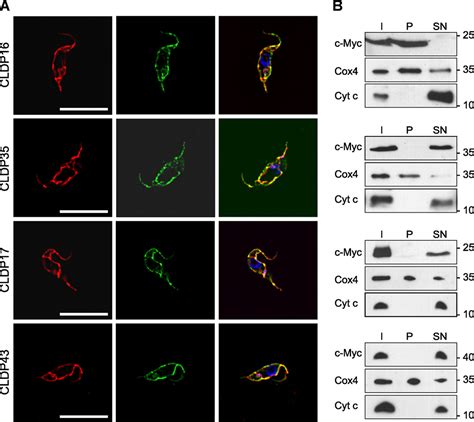 Cardiolipin Depletioninduced Changes In The Trypanosoma Brucei