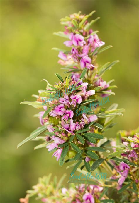 100 SLENDER BUSH CLOVER Lespedeza Virginica Bushclover Native Shrub Pi