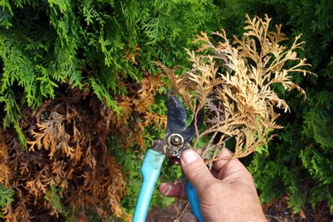 Thuja Stirbt Ursachen And Rettung Der Pflanze