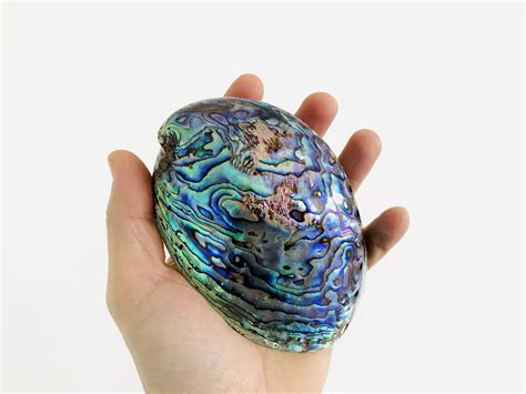 Coquillage Abalone Paua Haliotis Paua Pawa Abalone Nacr Etsy France