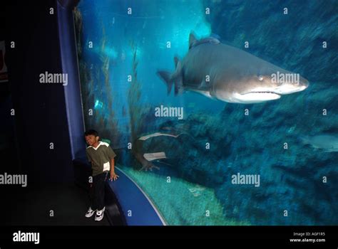 Ocean World Aquarium. Siam Paragon Shopping Centre. Bangkok. Thailand ...