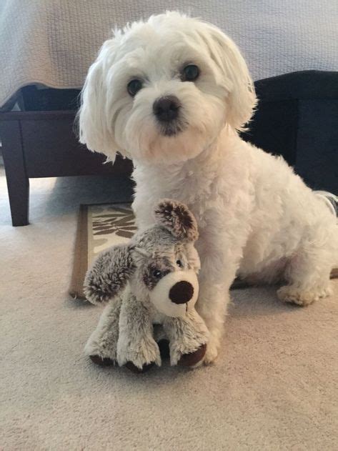 maltese yorkie mix ideas maltese yorkie mix maltese dog haircuts