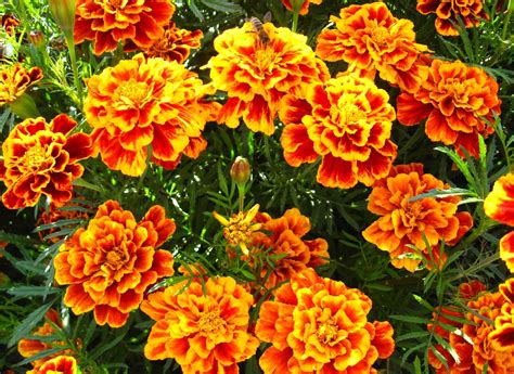 Studentenblume (Tagetes) - [SCHÖNER WOHNEN]