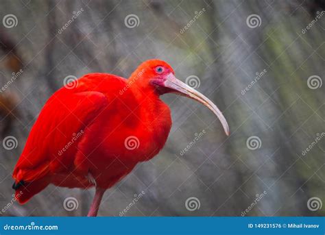scarlet ibis bird stock photo image  adult bill