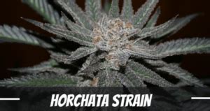 Horchata Weed Strain Review and Information - ILGM