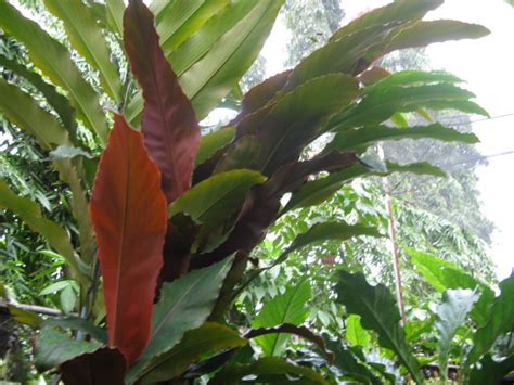 Zingiberaceae species – Philippines | Forest Treasures