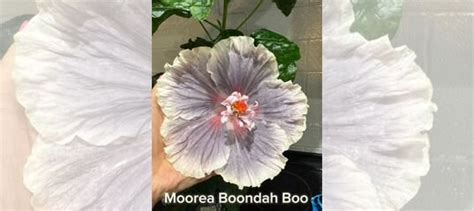 Гибискус Moorea Boondah Boo купить в Москве | Товары для дома и дачи ...