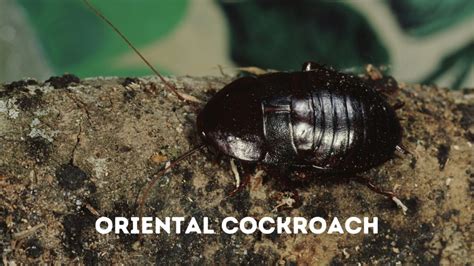 Different Types Of Cockroaches Identification Chart Pest Samurai