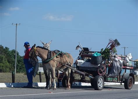 C Mara De Bh Aprova Fim Das Carro As Puxadas Por Animais Veja Essa