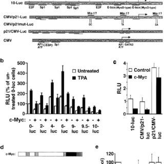 C Myc And Miz 1 Interact With The P21 Promoter In Vivo A ChIP