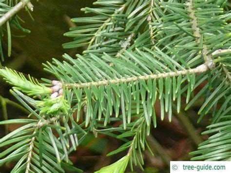 Balsam Fir | Abies balsamea