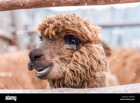 Llama In Peru Hi Res Stock Photography And Images Alamy