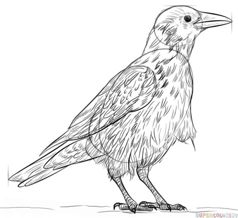 Comment Dessiner Un Corbeau Tuto Dessin Etape Par Etape