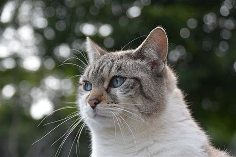 Pussy Wants A Corner And Other Games My Windowsill