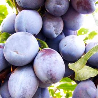 Слива "Блю Фри" (осенний сорт, поздний срок созревания) купить почтой в ...