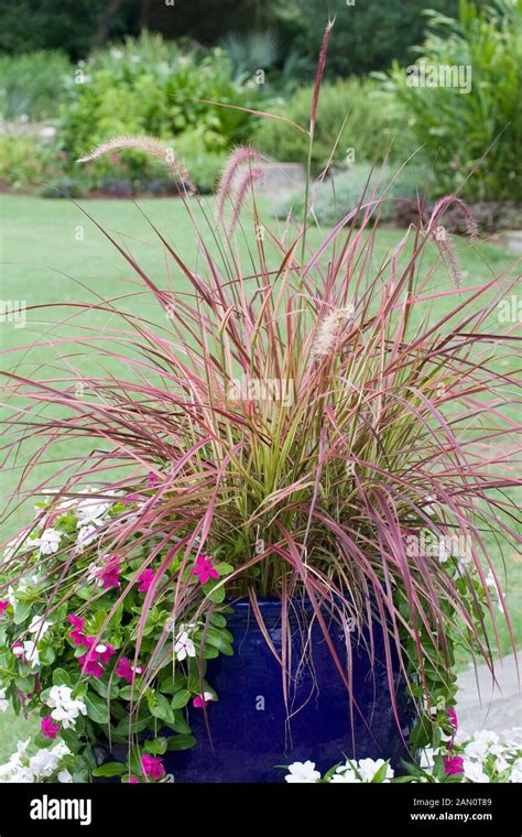 PENNISETUM SETACEUM RUBRUM FIREWORKS Fotografía de stock Alamy