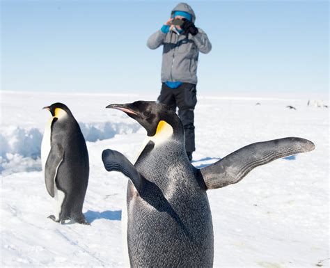 Emperor Penguins Antarctic Logistics Expeditions