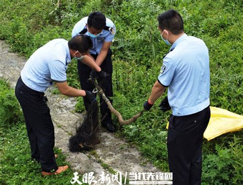 纳雍村民发现两条王锦蛇 警民合力捕捉放生山林东关乡史开元报警