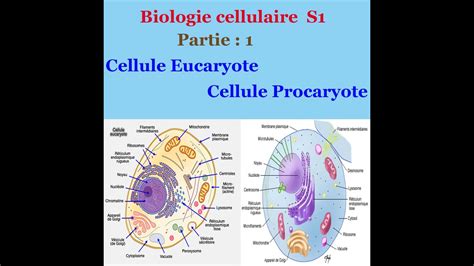 Biologie Cellulaire Partie Cellule Eucaryote Et Cellule Procaryote