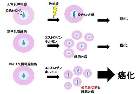 Brca1遺伝子変異によるがんはどうして乳房や卵巣に多いの？ がんプラス