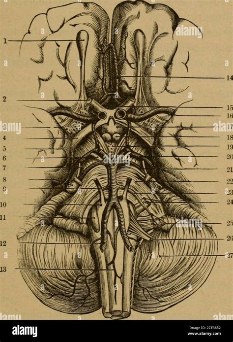 Basilar artery vertebral spinal hi-res stock photography and images - Alamy