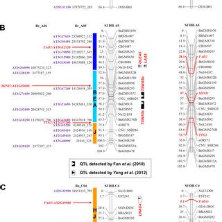 Candidate Genes Underlying The Qtls Identified Through Comparative