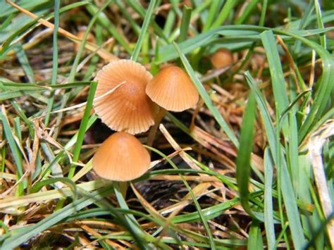 Pholiotina Cyanopus Everything You Need To Know With Photos Videos