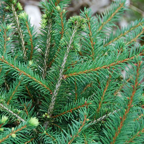Picea abies nidiformis