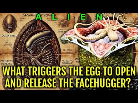 Ovomorph Xenomorph Eggs Anatomy Explored Can Facehuggers See