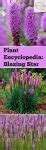 Plant Encyclopedia Blazing Star Bless My Weeds