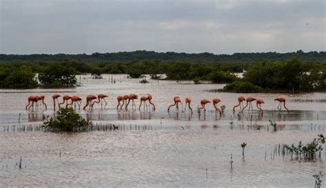 Reserva De La Biosfera Los Petenes Un Para So De Ecoturismo En Campeche