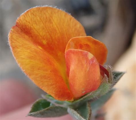 Argyrolobium Pumilum From Heaven In The Langkloof Western District