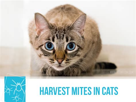 Harvest mites in cats | The Pet Professionals