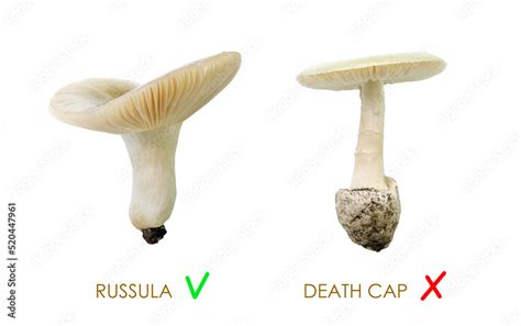 Difference Between Edible Wild Mushroom Green Russula And Similar